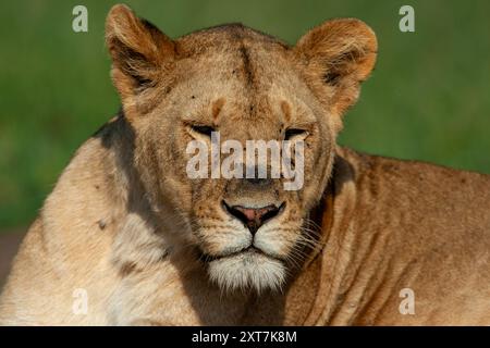 Lionne rôdant dans la savane à la recherche de proies Banque D'Images