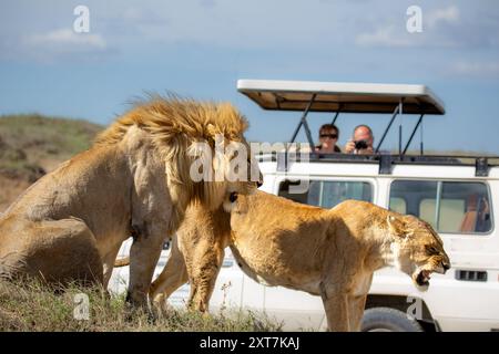 Lion et Lionne dans la savane africaine Un véhicule de safari avec des touristes regardent en arrière-plan Banque D'Images