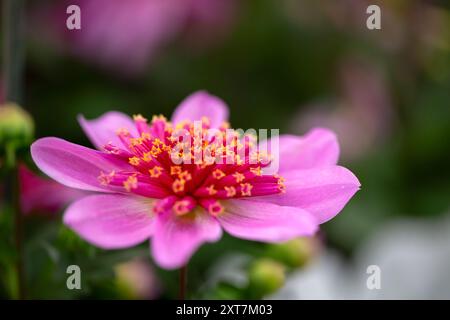 Gros plan de fleur unique de Dahlia 'Gardenetta Starburst Pink' Banque D'Images