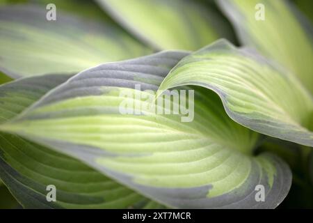 Gros plan de feuille panachée de Hosta 'June' Banque D'Images