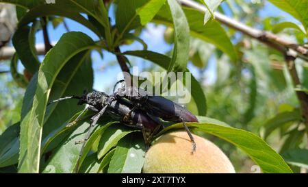 Couple de Cerambyx cerdo sur branche d'arbre. Gros plan. Banque D'Images