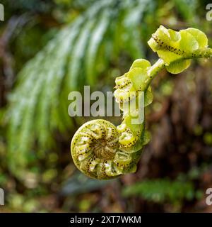 Vue de côté d'une nouvelle fronde de fougère appelée koru qui commence à se déployer dans une nouvelle feuille, Aotearoa / Nouvelle-Zélande. Banque D'Images