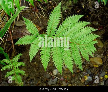 Regardant vers le bas sur une petite fougère, brousse indigène, côte ouest, île sud, Aotearoa / Nouvelle-Zélande. Banque D'Images