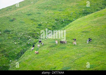 Pré de montagne verte avec des vaches dans les Alpes italiennes du sud Banque D'Images