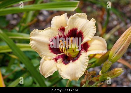 "Piano Man", l'hémérocalle (Hemerocallis) Daglilja Banque D'Images