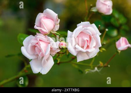 'New Dawn, Everblooming Dr W. Van Fleet' Climbing Rose, Klätterros (Rosa) Banque D'Images