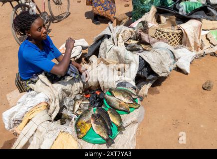 Femme vendant du poisson frais gardé frais avec des morceaux de glace sur un marché en bord de route près de Mkushi, Zambie Banque D'Images