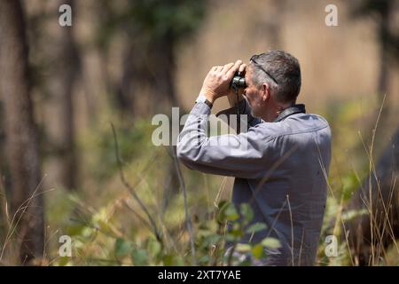 Observation des oiseaux masculins adultes dans les bois de miombo Banque D'Images