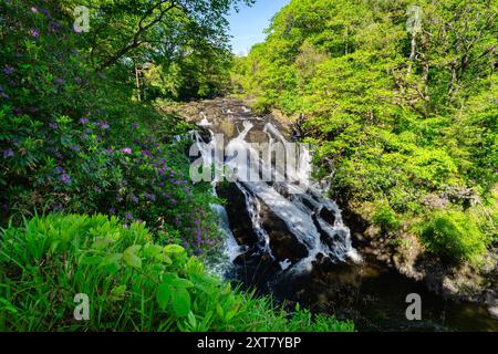 Swallow Falls - Snowdonia Waterfall, pays de Galles, Royaume-Uni au printemps Banque D'Images