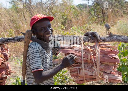 Souriant Villager transportant une charge de bandes d'écorce d'arbre soigneusement groupées qui est utilisée pour fabriquer de la corde et de la fibre ; près de Chifunda, Musalungu Game Management AR Banque D'Images