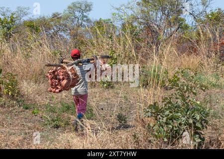 Villageois transportant une charge de bandes d'écorce d'arbre soigneusement groupées qui sont utilisées pour fabriquer de la corde et de la fibre ; près de Chifunda, Musalungu Game Management Area, bord Banque D'Images