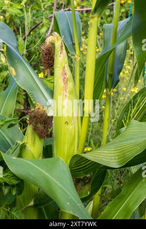 Maïs doux poussant dans une parcelle de légumes de jardin dans le Sussex, Royaume-Uni Banque D'Images