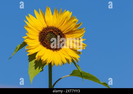 Tête de tournesol poussant dans un jardin contre un ciel bleu pendant l'heure d'été en Angleterre, Royaume-Uni Banque D'Images