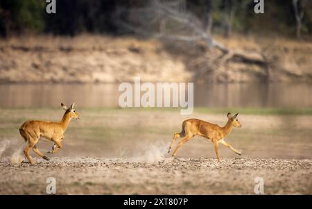 Deux jeunes Puku (Kobus vardonii) courant sur un banc de sable de la rivière Luangwa dans le parc national de Luambe, Zambie Banque D'Images