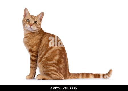 Beau jeune chat européen Shorthair de race pure, assis sur le côté. Je regarde directement la caméra. Isolé sur fond blanc. Banque D'Images