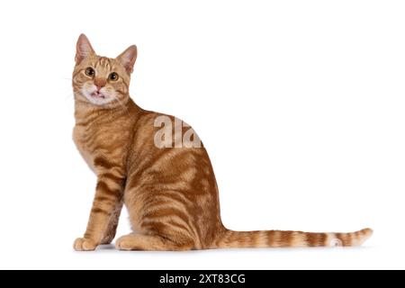 Beau jeune chat européen Shorthair de race pure, assis sur le côté. Regardant droit à la caméra et sortant la langue coquine. Isolé sur un blanc Banque D'Images