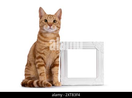 Beau jeune chat européen Shorthair de race pure, assis à côté d'un cadre photo vide. Je regarde directement la caméra. Isolé sur fond blanc. Banque D'Images