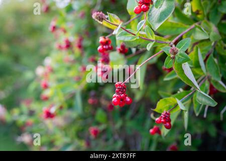 Baies de chèvrefeuille (Lonicera Periclymenum). Grappes rouges de baies Lonicera periclymenum (chèvrefeuille, woodbine) en automne. Banque D'Images