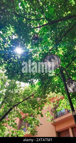 Les rayons dorés de la lumière du soleil filtrent à travers la dense canopée de feuilles, créant une atmosphère lumineuse et joyeuse. La scène se déroule dans une ville, avec une construction Banque D'Images