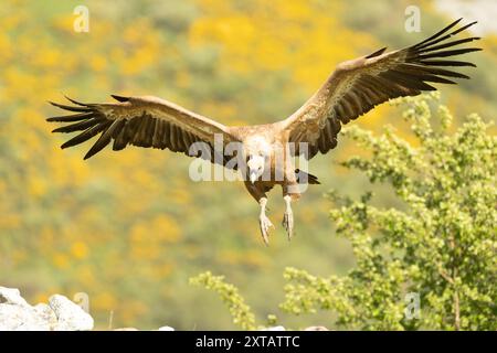 Griffon vautour, Gyps fulvus, isolé, moine, scavenger, eurasien, oiseau, debout, blanc, espagne, rouge, marron, plume, belle, sauvage, nature, vautour Banque D'Images