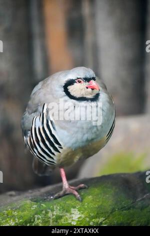 Portrait d'une perdrix rocheuse. Oiseau en gros plan. Alectoris graeca. Banque D'Images