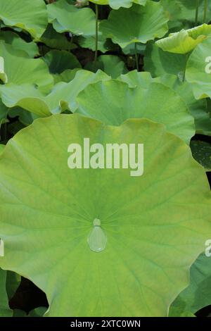 Eau de pluie recueillie sur des feuilles de lotus dans l'étang Shinobazu (parc Ueno) à Tokyo, Japon Banque D'Images