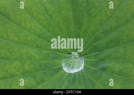 Eau de pluie recueillie sur des feuilles de lotus dans l'étang Shinobazu (parc Ueno) à Tokyo, Japon Banque D'Images