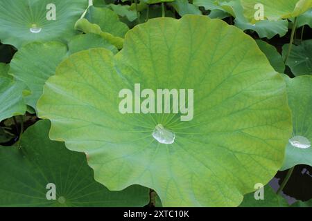 Eau de pluie recueillie sur des feuilles de lotus dans l'étang Shinobazu (parc Ueno) à Tokyo, Japon Banque D'Images