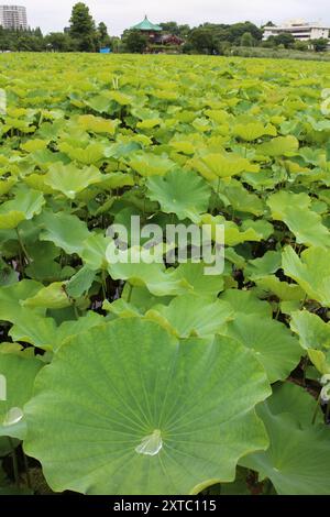 Feuilles de lotus vertes fraîches à l'étang Shinobazu (parc Ueno) à Tokyo, au Japon Banque D'Images