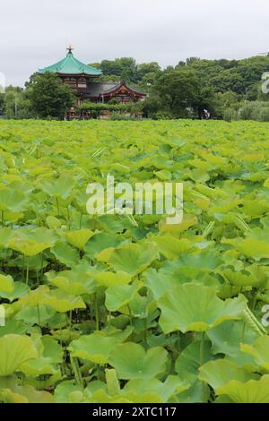 Feuilles de lotus vertes fraîches à l'étang Shinobazu (parc Ueno) à Tokyo, au Japon Banque D'Images