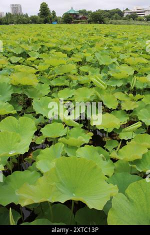 Feuilles de lotus vertes fraîches à l'étang Shinobazu (parc Ueno) à Tokyo, au Japon Banque D'Images