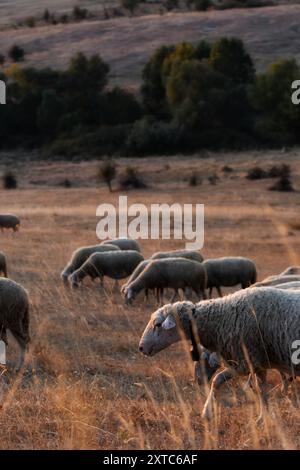 Moutons qui paissent paisiblement dans un champ d'automne doré au coucher du soleil, avec des collines ondulantes et des arbres luxuriants en arrière-plan. Banque D'Images