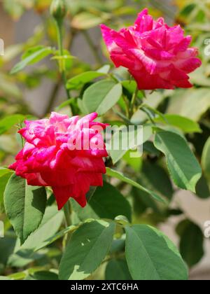 Colorful flowers in the home grown garden, Pune, Maharashtra, India Stock Photo