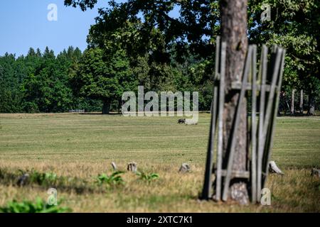 République tchèque, Lany, 13 août 2024. Lany, République tchèque. 13 août 2024. Le vaste Chateau Park (Game Park) du château baroque dans le village de Lany, résidence officielle d'été des présidents de la République tchèque à Lany, le 13 août 2024. Game Park est situé au milieu des bois de Krivoklat, non loin de Prague. Le président tchèque Petr Pavel a ouvert une partie du Lany Game Park pour la première fois au public. La zone sera ouverte tous les jours, y compris les jours fériés. Crédit : Ondrej Hajek/CTK photo/Alamy Live News Banque D'Images