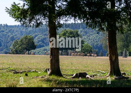 République tchèque, Lany, 13 août 2024. Lany, République tchèque. 13 août 2024. Le vaste Chateau Park (Game Park) du château baroque dans le village de Lany, résidence officielle d'été des présidents de la République tchèque à Lany, le 13 août 2024. Game Park est situé au milieu des bois de Krivoklat, non loin de Prague. Le président tchèque Petr Pavel a ouvert une partie du Lany Game Park pour la première fois au public. La zone sera ouverte tous les jours, y compris les jours fériés. Crédit : Ondrej Hajek/CTK photo/Alamy Live News Banque D'Images