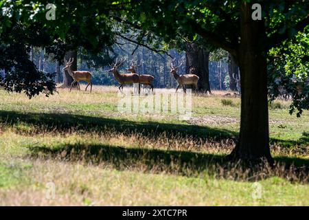 République tchèque, Lany, 13 août 2024. Lany, République tchèque. 13 août 2024. Le vaste Chateau Park (Game Park) du château baroque dans le village de Lany, résidence officielle d'été des présidents de la République tchèque à Lany, le 13 août 2024. Game Park est situé au milieu des bois de Krivoklat, non loin de Prague. Le président tchèque Petr Pavel a ouvert une partie du Lany Game Park pour la première fois au public. La zone sera ouverte tous les jours, y compris les jours fériés. Crédit : Ondrej Hajek/CTK photo/Alamy Live News Banque D'Images