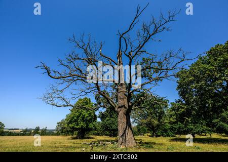 République tchèque, Lany, 13 août 2024. Lany, République tchèque. 13 août 2024. Le vaste Chateau Park (Game Park) du château baroque dans le village de Lany, résidence officielle d'été des présidents de la République tchèque à Lany, le 13 août 2024. Game Park est situé au milieu des bois de Krivoklat, non loin de Prague. Le président tchèque Petr Pavel a ouvert une partie du Lany Game Park pour la première fois au public. La zone sera ouverte tous les jours, y compris les jours fériés. Crédit : Ondrej Hajek/CTK photo/Alamy Live News Banque D'Images