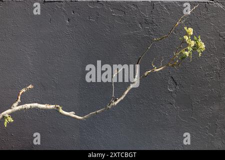 Concept de minimalisme. branche mince contre un mur gris neutre. Protégez la nature Banque D'Images