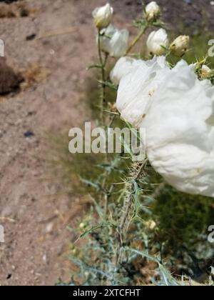 Pavot à griffes du sud-ouest (Argemone pleiacantha) Plantae Banque D'Images