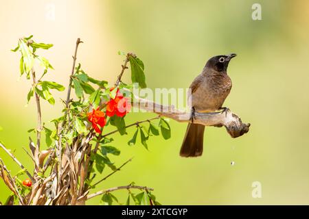 Bulbul à lunettes blanches (Pycnonotus xanthopygos) بلبل أصفر العجز perché sur une brindille photographiée en Israël Banque D'Images