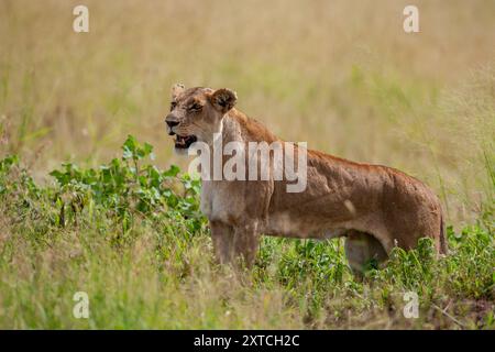 Lionne rôdant dans la savane à la recherche de proies Banque D'Images