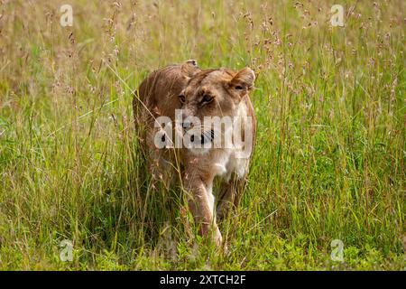 Lionne rôdant dans la savane à la recherche de proies Banque D'Images