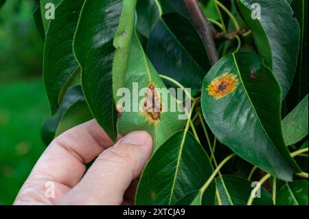 Maladies de la poire. Maladies sur les feuilles de poire Banque D'Images