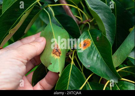 Maladies de la poire. Maladies sur les feuilles de poire Banque D'Images