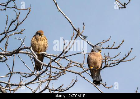 Petite crécerelle mâle et femelle (Falco naumanni) perchée sur une branche Banque D'Images