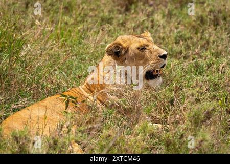 Lionne rôdant dans la savane à la recherche de proies Banque D'Images