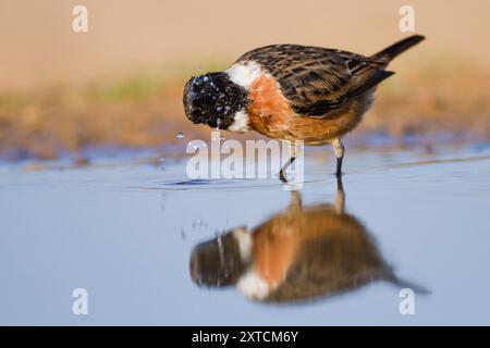 Stonechat commun, ou Stonechat européen (Saxicola rubicola). Un petit oiseau chanteur il vit dans les landes ouvertes, descendant d'un point de vue pour me prendre Banque D'Images