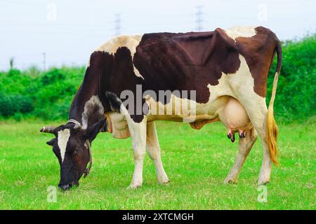 Vaches laitières mangeant de l'herbe dans le champ, bétail paissant sur les prairies ouvertes, vache paissant dans un pâturage vert Banque D'Images