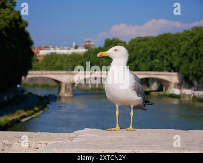 Une mouette sur un pont à Rome gros plan. Banque D'Images