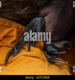 Griffes et talons d'un vautour griffon eurasien (Gyps fulvus) Banque D'Images